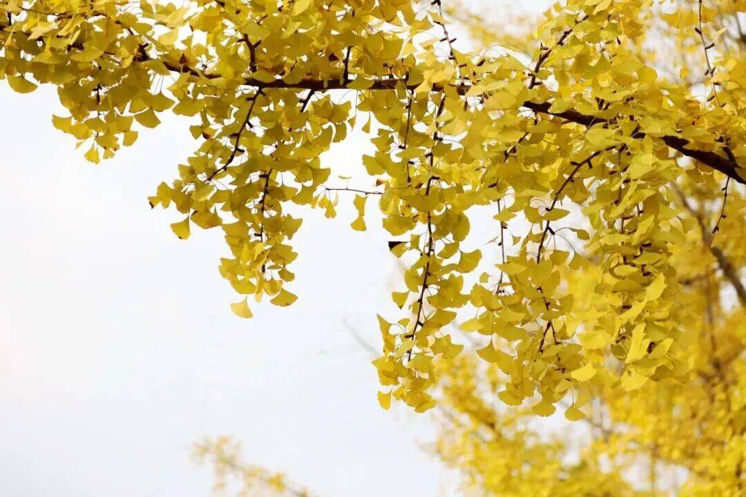 ℃“神仙天气”晒太阳地图来了→MG不朽情缘正版抓紧晒！21(图1)