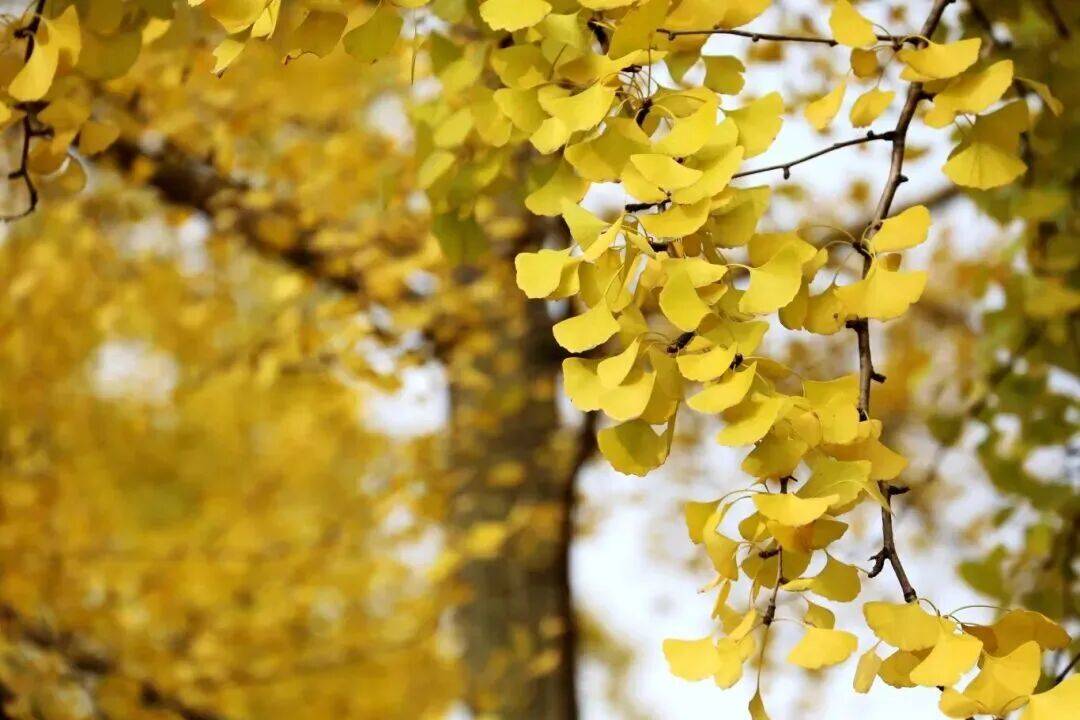 ℃“神仙天气”晒太阳地图来了→MG不朽情缘正版抓紧晒！21(图10)